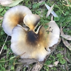 Unidentified Cap on a stem; gills below cap [mushrooms or mushroom-like] (TBC) at Green Cape, NSW - 21 Apr 2022 by MattFox