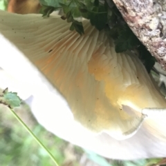 Omphalotus nidiformis at Green Cape, NSW - 21 Apr 2022 03:39 PM