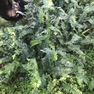 Pellaea falcata at Green Cape, NSW - suppressed