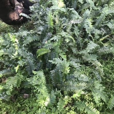 Pellaea falcata (Sickle Fern) at Green Cape, NSW - 21 Apr 2022 by MattFox