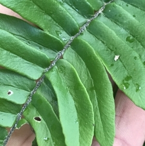 Pellaea falcata at Green Cape, NSW - suppressed