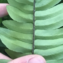 Pellaea falcata at Green Cape, NSW - suppressed