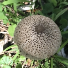 Unidentified Cap on a stem; gills below cap [mushrooms or mushroom-like] at Green Cape, NSW - 21 Apr 2022 by MattFox