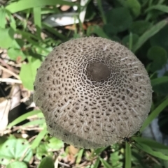 Chlorophyllum/Macrolepiota sp. at Ben Boyd National Park - 21 Apr 2022 by MattFox