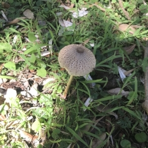 Chlorophyllum/Macrolepiota sp. (genus) at Green Cape, NSW - 21 Apr 2022 11:22 AM