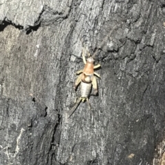 Ornebius sp. (genus) (A scaly cricket) at Green Cape, NSW - 20 Apr 2022 by MattFox