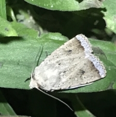 Unidentified Noctuoid moth (except Arctiinae) at Green Cape, NSW - 20 Apr 2022 by MattFox