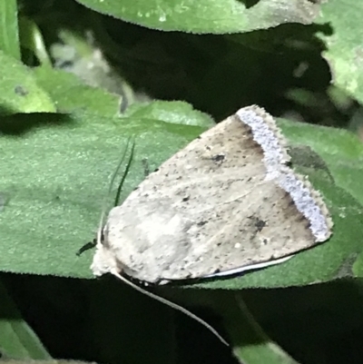 Proteuxoa paratorna (Hyphen Noctuid) at Green Cape, NSW - 20 Apr 2022 by MattFox