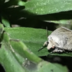 Proteuxoa paratorna at Green Cape, NSW - 20 Apr 2022 08:06 PM