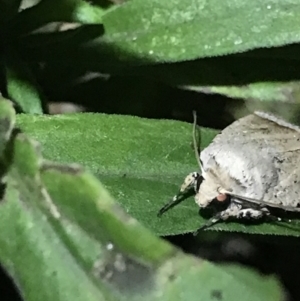 Proteuxoa paratorna at Green Cape, NSW - 20 Apr 2022 08:06 PM