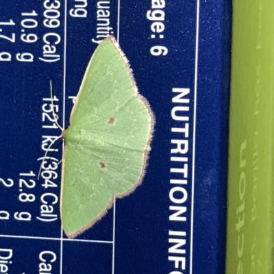 Chlorocoma cadmaria (Spectacular Emerald) at Green Cape, NSW - 20 Apr 2022 by MattFox