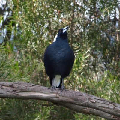 Gymnorhina tibicen (Australian Magpie) at Jerrabomberra Wetlands - 25 Apr 2022 by MatthewFrawley