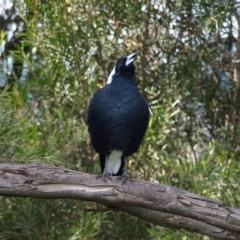 Gymnorhina tibicen (Australian Magpie) at Fyshwick, ACT - 25 Apr 2022 by MatthewFrawley