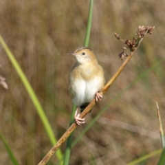 Cisticola exilis (Golden-headed Cisticola) at Fyshwick, ACT - 25 Apr 2022 by MatthewFrawley