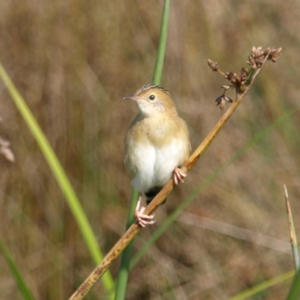 Cisticola exilis at Fyshwick, ACT - 25 Apr 2022