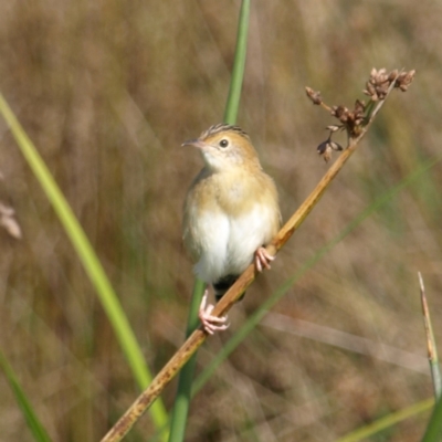 Cisticola exilis (Golden-headed Cisticola) at Fyshwick, ACT - 25 Apr 2022 by MatthewFrawley