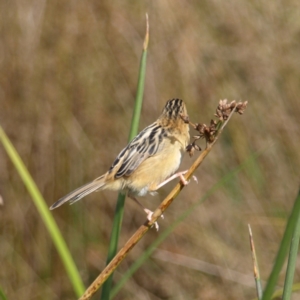 Cisticola exilis at Fyshwick, ACT - 25 Apr 2022