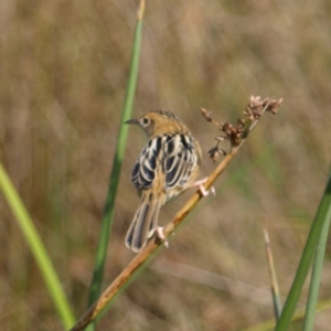 Cisticola exilis at Fyshwick, ACT - 25 Apr 2022