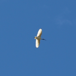 Threskiornis molucca at Fyshwick, ACT - 25 Apr 2022