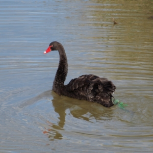 Cygnus atratus at Fyshwick, ACT - 25 Apr 2022