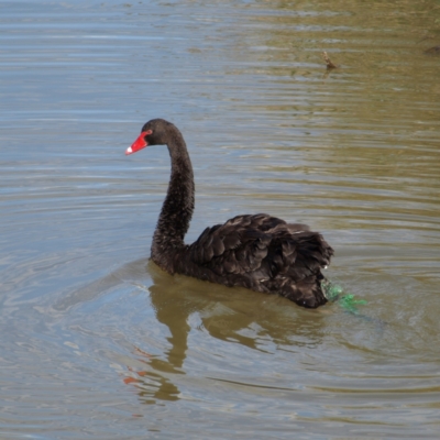 Cygnus atratus (Black Swan) at Fyshwick, ACT - 25 Apr 2022 by MatthewFrawley