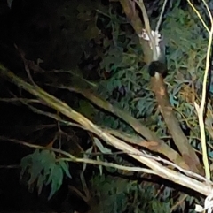 Petaurus norfolcensis at Wirlinga, NSW - 25 Apr 2022 07:59 PM