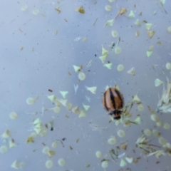 Micraspis frenata (Striped Ladybird) at Wirlinga, NSW - 24 Apr 2022 by RobCook