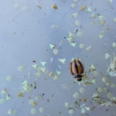 Unidentified Lady beetle (Coccinellidae) (TBC) at Wirlinga, NSW - 24 Apr 2022 by RobCook