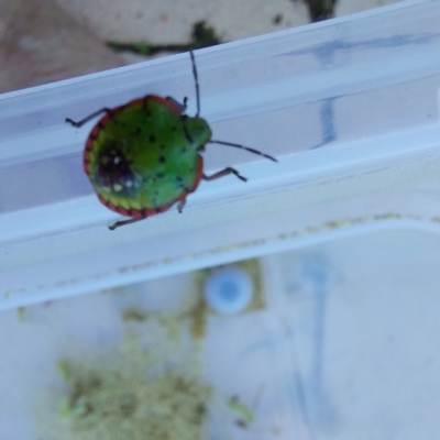 Nezara viridula (Green vegetable bug) at Albury - 24 Apr 2022 by RobCook