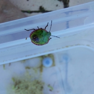 Nezara viridula at Wirlinga, NSW - 24 Apr 2022 02:58 PM