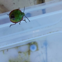 Nezara viridula at Wirlinga, NSW - 24 Apr 2022 02:58 PM