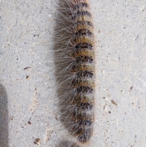 Ochrogaster lunifer at Wirlinga, NSW - 25 Apr 2022