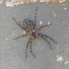 Pediana sp. (genus) (A huntsman spider) at Watson, ACT - 16 Apr 2022 by Birdy