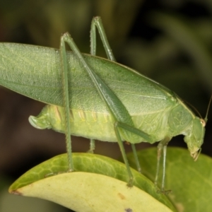 Caedicia simplex at Melba, ACT - 18 Mar 2022