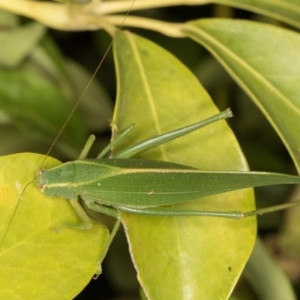 Caedicia simplex at Melba, ACT - 18 Mar 2022