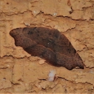 Sophta concavata at Wanniassa, ACT - 25 Apr 2022