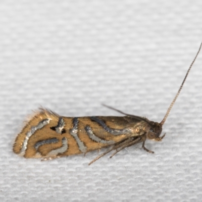 Glyphipterix cyanochalca (A Sedge moth 0r Gem moth (Glyphypterigidae) at Melba, ACT - 19 Mar 2022 by kasiaaus
