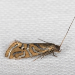 Glyphipterix cyanochalca (A sedge moth) at Melba, ACT - 19 Mar 2022 by kasiaaus