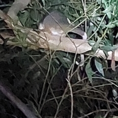 Pseudocheirus peregrinus (Common Ringtail Possum) at Albury - 25 Apr 2022 by RobCook