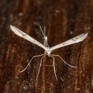 Platyptilia celidotus at Melba, ACT - 19 Mar 2022