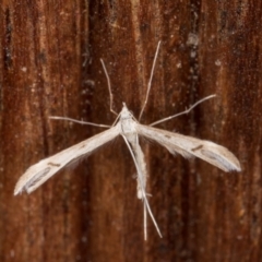 Platyptilia celidotus at Melba, ACT - 19 Mar 2022 11:02 PM