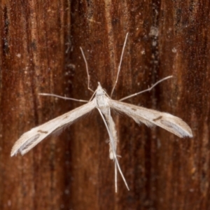 Platyptilia celidotus at Melba, ACT - 19 Mar 2022 11:02 PM