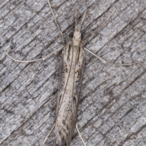 Hednota crypsichroa at Melba, ACT - 19 Mar 2022