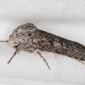 Cryptophasa irrorata at Melba, ACT - 19 Mar 2022