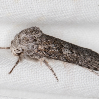 Cryptophasa irrorata (A Gelechioid moth (Xyloryctidae)) at Melba, ACT - 19 Mar 2022 by kasiaaus