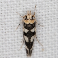 Limnaecia camptosema (A Cosmet moth (Cosmopteriginae) at Melba, ACT - 19 Mar 2022 by kasiaaus