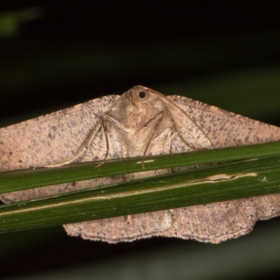 Idiodes apicata (Bracken Moth) at Melba, ACT - 19 Mar 2022 by kasiaaus