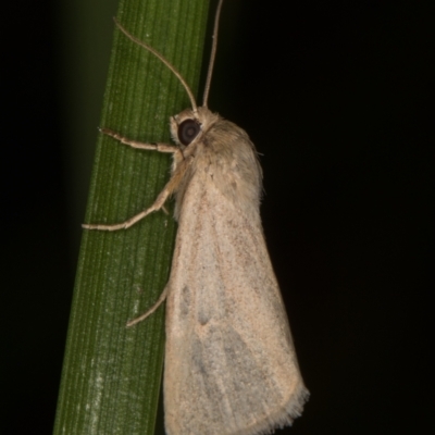 Heliocheilus moribunda (A Noctuid moth) at Melba, ACT - 19 Mar 2022 by kasiaaus