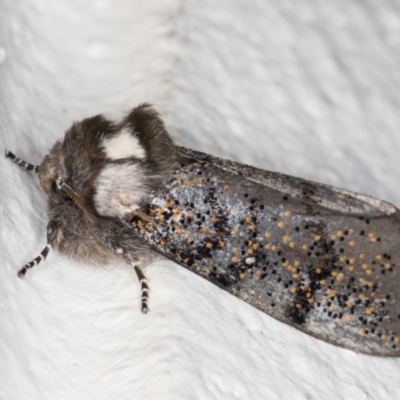 Oenosandra boisduvalii (Boisduval's Autumn Moth) at Melba, ACT - 20 Mar 2022 by kasiaaus