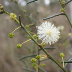 Acacia genistifolia (Early Wattle) at Mount Painter - 24 Apr 2022 by drakes